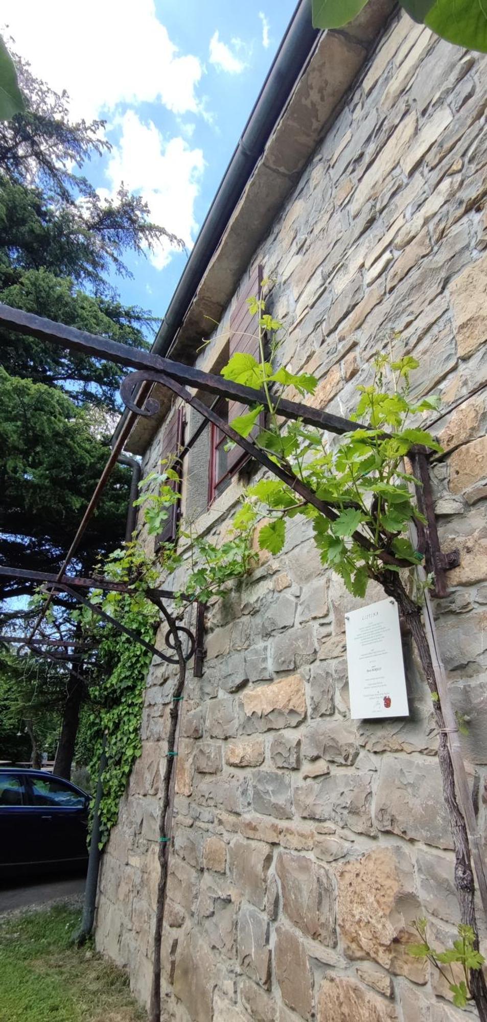 Bordon Wines, Estate With Accommodation Dekani Dış mekan fotoğraf